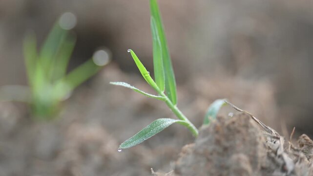 Cynodon dactylon. Its common name Bermuda grass, couch grass&nbsp;dhoob, durva&nbsp;grass,&nbsp;ethana&nbsp;grass,&nbsp;dubo,&nbsp;dog grass,&nbsp;dog's tooth grass,Bahama grass,&nbsp;devil's grass,&nbsp;couch grass,&nbsp;Indian&nbsp;doab and&nbsp;arugampul.