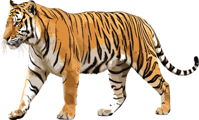Fototapeta premium Majestic walking tiger vector illustration, detailed orange striped big cat side profile for wildlife strength power nature safari tattoo and bold designs