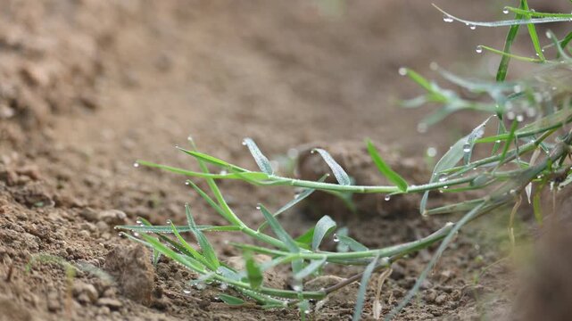 Cynodon dactylon. Its common name Bermuda grass, couch grass&nbsp;dhoob, durva&nbsp;grass,&nbsp;ethana&nbsp;grass,&nbsp;dubo,&nbsp;dog grass,&nbsp;dog's tooth grass,Bahama grass,&nbsp;devil's grass,&nbsp;couch grass,&nbsp;Indian&nbsp;doab and&nbsp;arugampul.