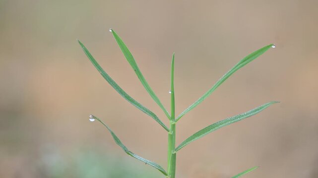 Cynodon dactylon. Its common name Bermuda grass, couch grass&nbsp;dhoob, durva&nbsp;grass,&nbsp;ethana&nbsp;grass,&nbsp;dubo,&nbsp;dog grass,&nbsp;dog's tooth grass,Bahama grass,&nbsp;devil's grass,&nbsp;couch grass,&nbsp;Indian&nbsp;doab and&nbsp;arugampul.