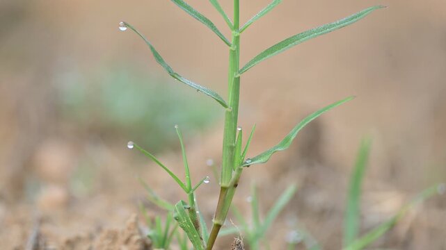 Cynodon dactylon. Its common name Bermuda grass, couch grass&nbsp;dhoob, durva&nbsp;grass,&nbsp;ethana&nbsp;grass,&nbsp;dubo,&nbsp;dog grass,&nbsp;dog's tooth grass,Bahama grass,&nbsp;devil's grass,&nbsp;couch grass,&nbsp;Indian&nbsp;doab and&nbsp;arugampul.