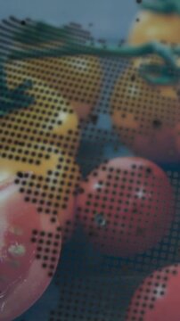 Vertical video: Camera pulling back tomato vine panning halftone shifting showing color for styling