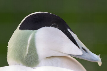 Fototapeta premium Close-Up Portrait of a Male Eider Duck with Soft Green Background