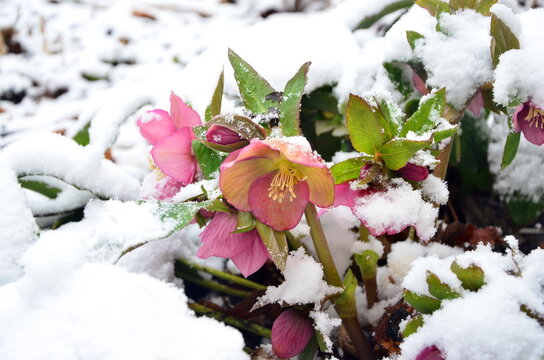 Caucasian hellebore flower under the snow in early spring