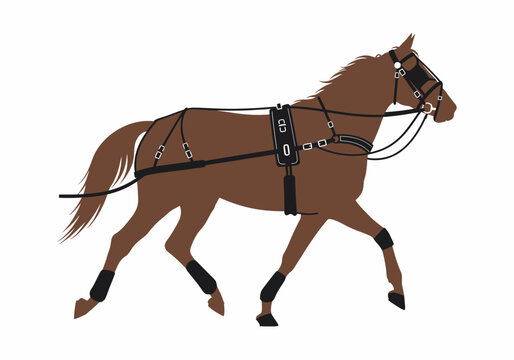 Standardbred horse in full harness racing gear performing pace gait