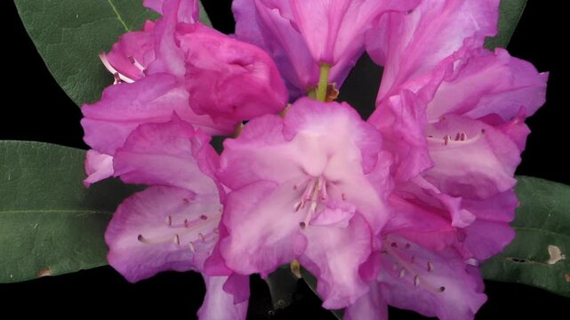 Time lapse of opening Blurettia rhododendron (Ericacea family) isolated on black background