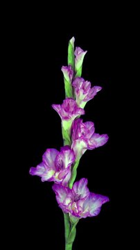Time lapse of opening pink gladiolus flower isolated on black background, vertical orientation