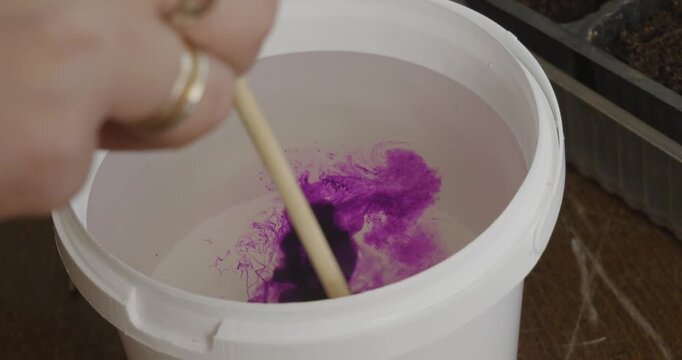 Gardener's hand dissolving a pinch of potassium permanganate crystals in a white bucket of water with a wooden stick, preparing a purple antiseptic solution for treating plant seeds.