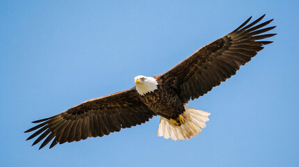 Obraz premium Bald Eagle Soaring High Against Clear Blue Sky