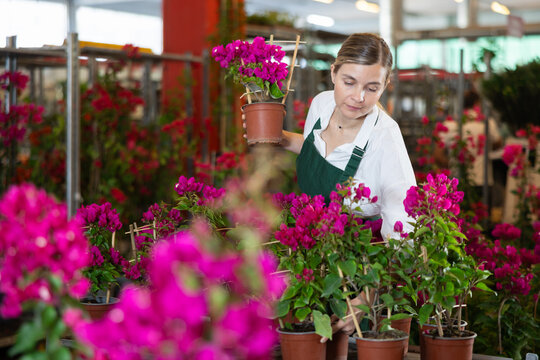 Flower shop woman employee works at wholesale plant warehouse, sorting and inspecting goods. Indoor and outdoor plants, gardening products, blooming bougainvillea in assortment, various colors .