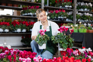 In warehouse of flower shop, female employee conduct regular inspections, sanitary treatment of plants. Large supply of cyclamen blossom ornamental shrub plants, small and large wholesale .. . © JackF
