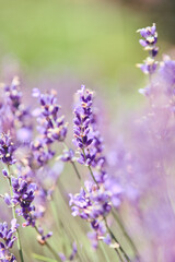 Fototapeta premium Close-up of blooming lavender flowers with soft-focus green background