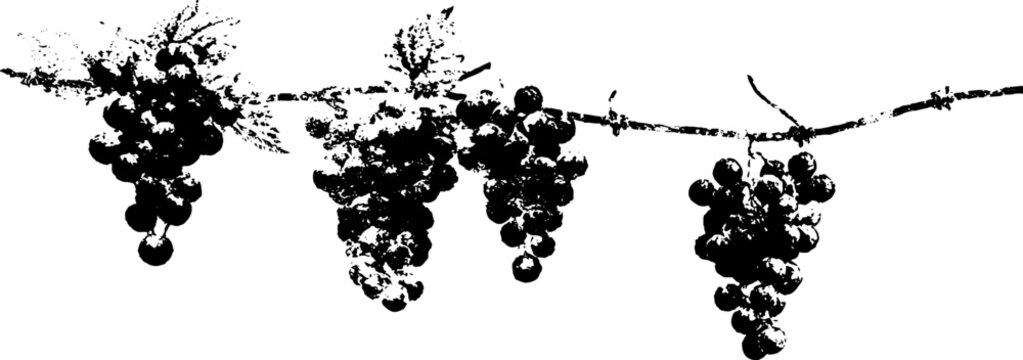 High contrast abstract grape trellis design for decor and crafts