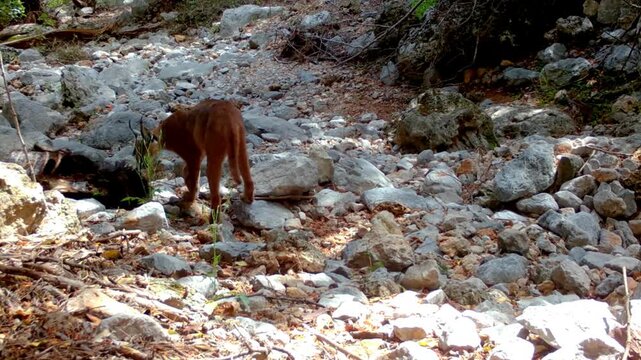 A rare caracal (Caracal caracal) moving slowly across rocky terrain in its natural habitat.