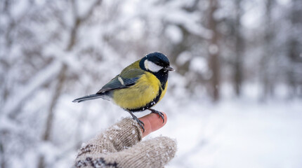 Fototapeta premium Great Tit Bird Perched on Finger in Snowy Winter Forest Landscape