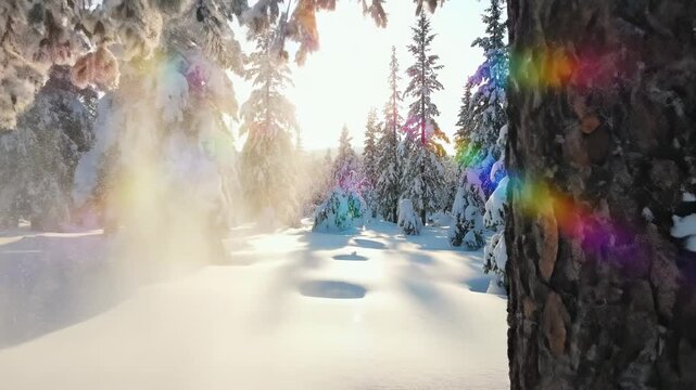 A snowy forest scene with sunlight filtering through snow-laden pine trees, casting shadows on the snow