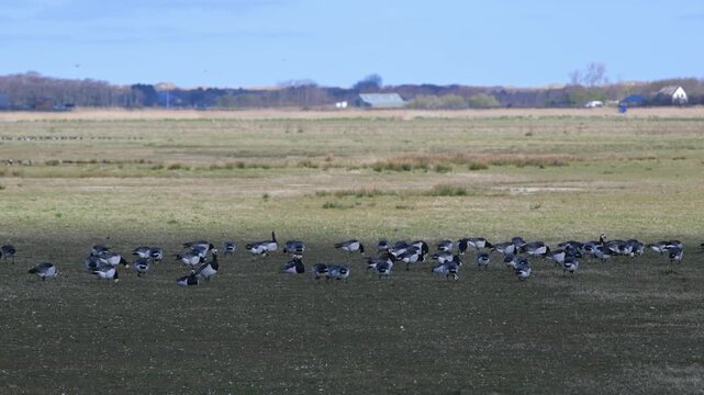 Brent Goose, Branta bernicla,, birds, group, migrating group, goose, geese, sky, sunset, field, Texel island, Texel, Nederlands