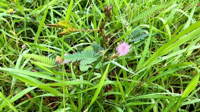 Mimosa pudica or shameplant is often grown for its curiosity value. The compound leaves fold inward and droop when touched or shaken, defending themselves from harm, and re-open a few minutes later.