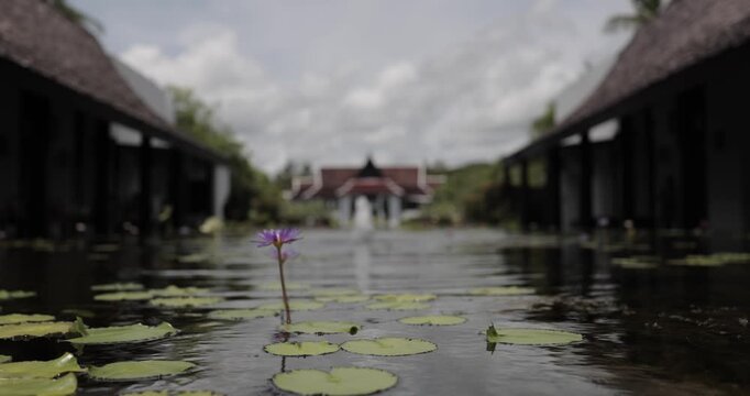 A Slow motion shot of a flower at luxury resort water garden in Thailand