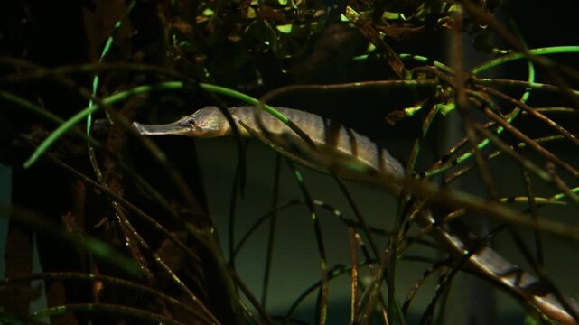 Greater pipefish, Syngnathus acus,  genus Syngnathus, fish, Texwl Island, Netherlands