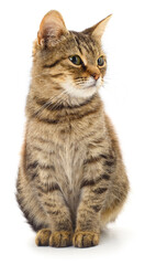 Fototapeta premium Beautiful tabby cat sitting isolated on white background looking aside