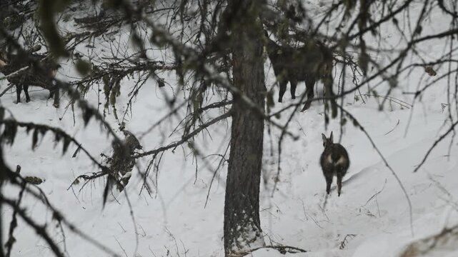 chamois run away in a snowy forest, mountain, wood, chamois, run away,  snowy forest, snow, forest, Cogne, Valnontey, Gran Paradiso National Park, Italy