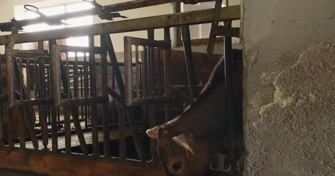 Cattle barn with cows feeding along line. Intensive livestock production inside an agricultural facility