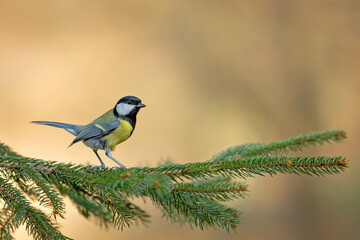 Great Tit (Parus major) perched on a spruce branch in a forest. © WojtekWildlife