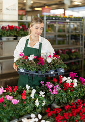 Fototapeta premium Female employee of a flower greenhouse tends to cyclamen flowers