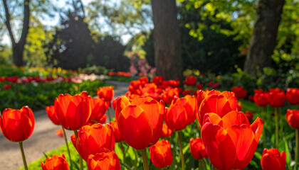 Radiant Red Tulips in Bloom: A vibrant display of red tulips in full bloom. The vibrant floral arrangement creates a stunning visual appeal.