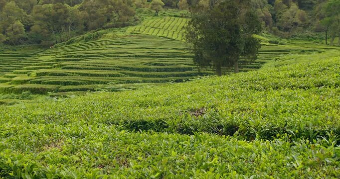 European tea plantation landscape on Sao Miguel Island, Azores. Tea fields forming geometric patterns across rolling hills