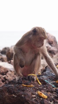 Wild macaque seizes thrown banana chunk amid coastal boulders then devours it hungrily. Fur-covered primate peels and munches on yellow fruit near sea. vertical