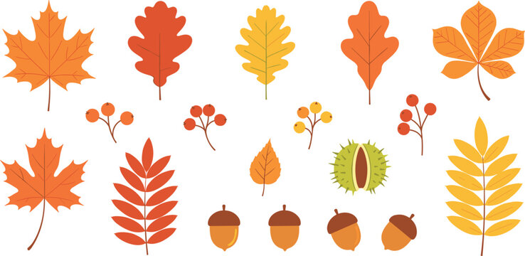 Autumn leaves and forest foliage vector set with maple oak chestnut berries and acorn