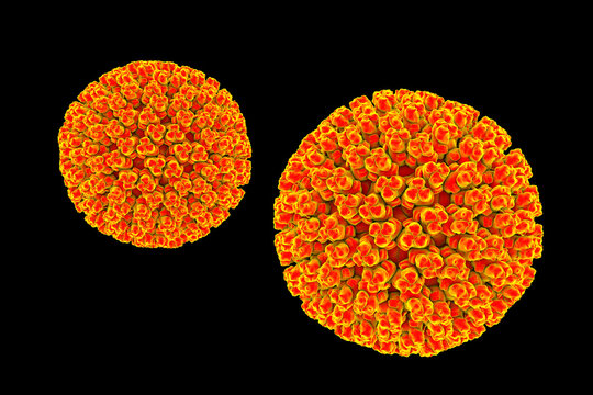 Bluetongue virus virion, 3D illustration