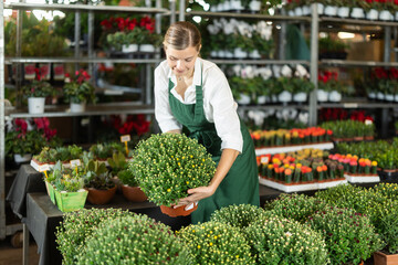 Shop woman employee in apron works at wholesale plant warehouse, sorting and inspecting goods. Indoor and outdoor plants, gardening products, blooming chrysanthemum grandiflora blossom in assortment © JackF