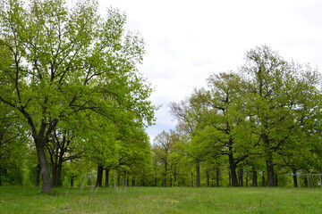 Obraz premium Lush Green Trees and Open Grassy Field in Spring copy space