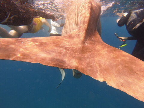 dugong (Dugong dugon) is a large, herbivorous marine mammal belonging to the order Sirenia, closely related to manatees. Found in warm coastal waters from East Africa to Australia, including the Red S
