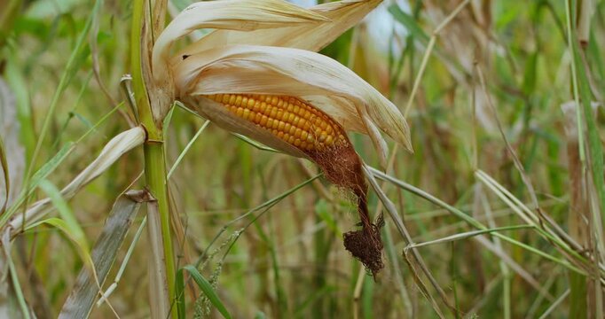 Ripe maize cob with dry leaves on the plant in field. Natural sign of crop maturity and harvest timing