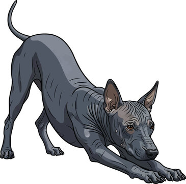 Xoloitzcuintli dog stretching play bow playful vector illustration