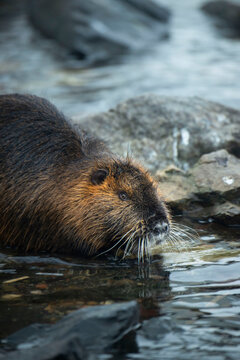 Nutria (Coypu), Prague, Czechia