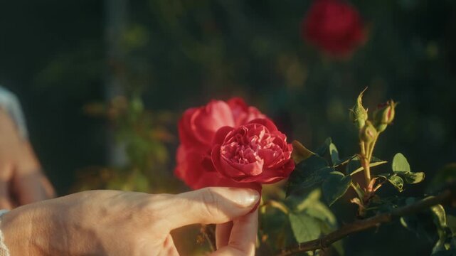 Gentle Hand Caresses Blooming Petals. Soft Lighting Highlights Delicate Flower Petal Textures
