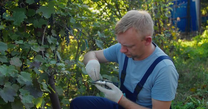 Vineyard worker squeezing grape juice into handheld refractometer and checking sugar level in vineyard. Grape ripeness control before harvest