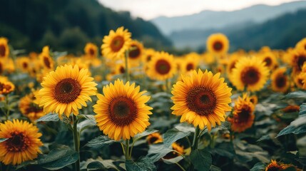 Obraz premium Vibrant Sunflower Field with Green Leaves and Mountain Background Under Cloudy Sky in Beautiful Landscape Setting during Late Summer Season