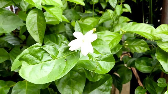 blurred background of Jasmine is a luxury scent that&rsquo;s a top note in quality perfumes and is pricey to produce.