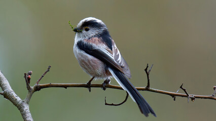 une mésange (orite) à longue queue construisant son nid © fzrmailbox