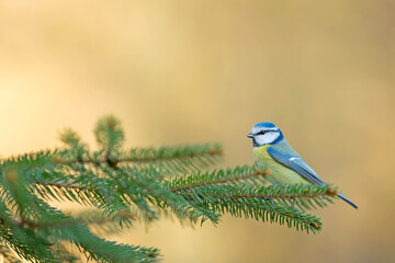 Eurasian Blue Tit (Cyanistes caeruleus) perched on a spruce branch in spring. © WojtekWildlife