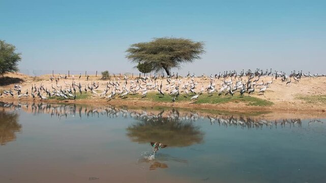 Demoiselle crane flock at Khichan village near Phalodi, Rajasthan, showing migratory birds resting around desert water pond habitat.