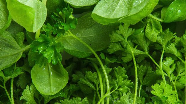Close-up of fresh green herbs covered in water droplets, showcasing organic parsley and leafy greens. Perfect for concepts of healthy eating, freshness, natural ingredients, vegan food, farm-to-table