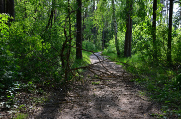 Obraz premium Forest Path Blocked by Fallen Branch no people