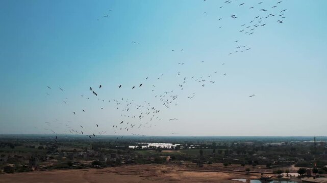 Aerial view of Demoiselle crane flock flying over desert landscape near Khichan, Rajasthan, highlighting migratory birds and natural habitat in India.